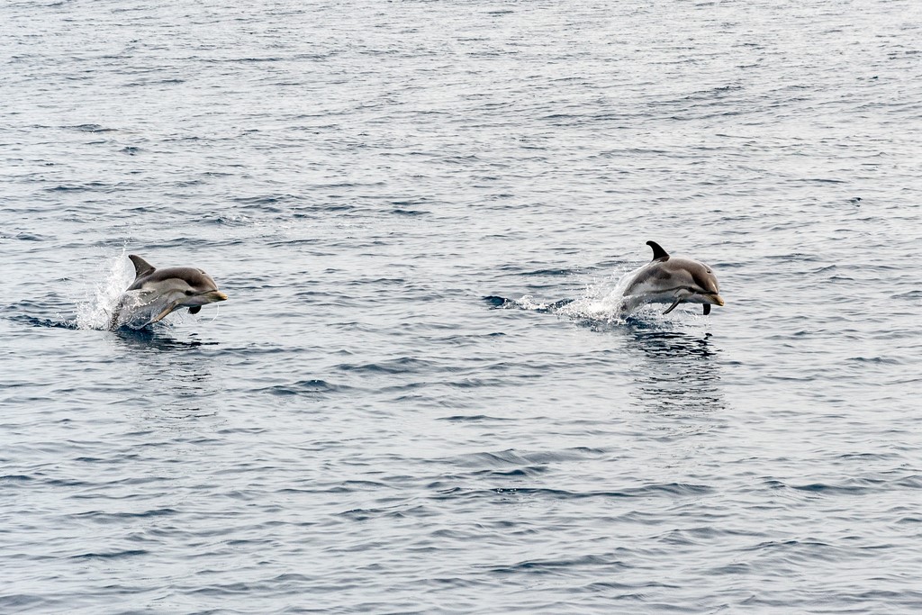 dauphins12